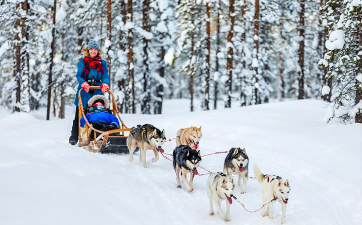 Traîneau à chiens dans une forêt enneigée, husky en course, région de Québec