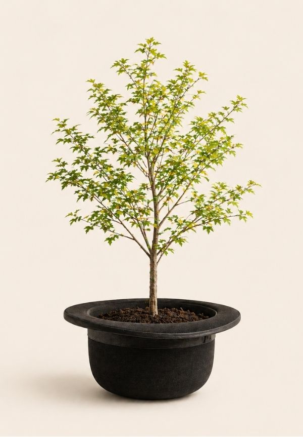 Arbre poussant à l’intérieur d’un chapeau melon symbolisant l’engagement durable de l’hôtel Monsieur Jean à Québec
