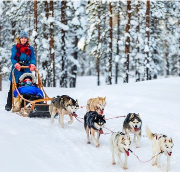 Dog sledding in a snowy forest, huskies running in the Quebec City region