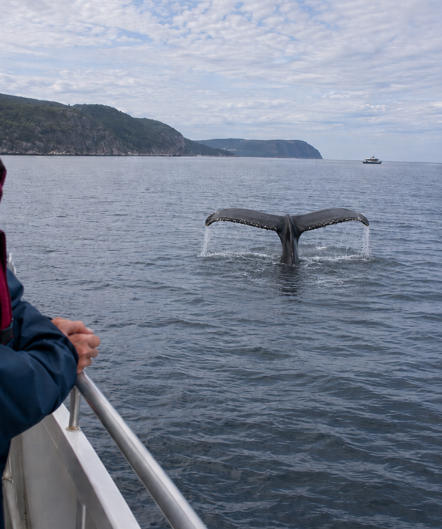 Whale Watching on the St. Lawrence River A humpback whale’s tail diving into the St. Lawrence River, viewed from a sightseeing boat near Québec’s forested shoreline.